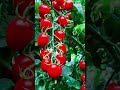 Healthy market ready tomatoes with excellent crop quality