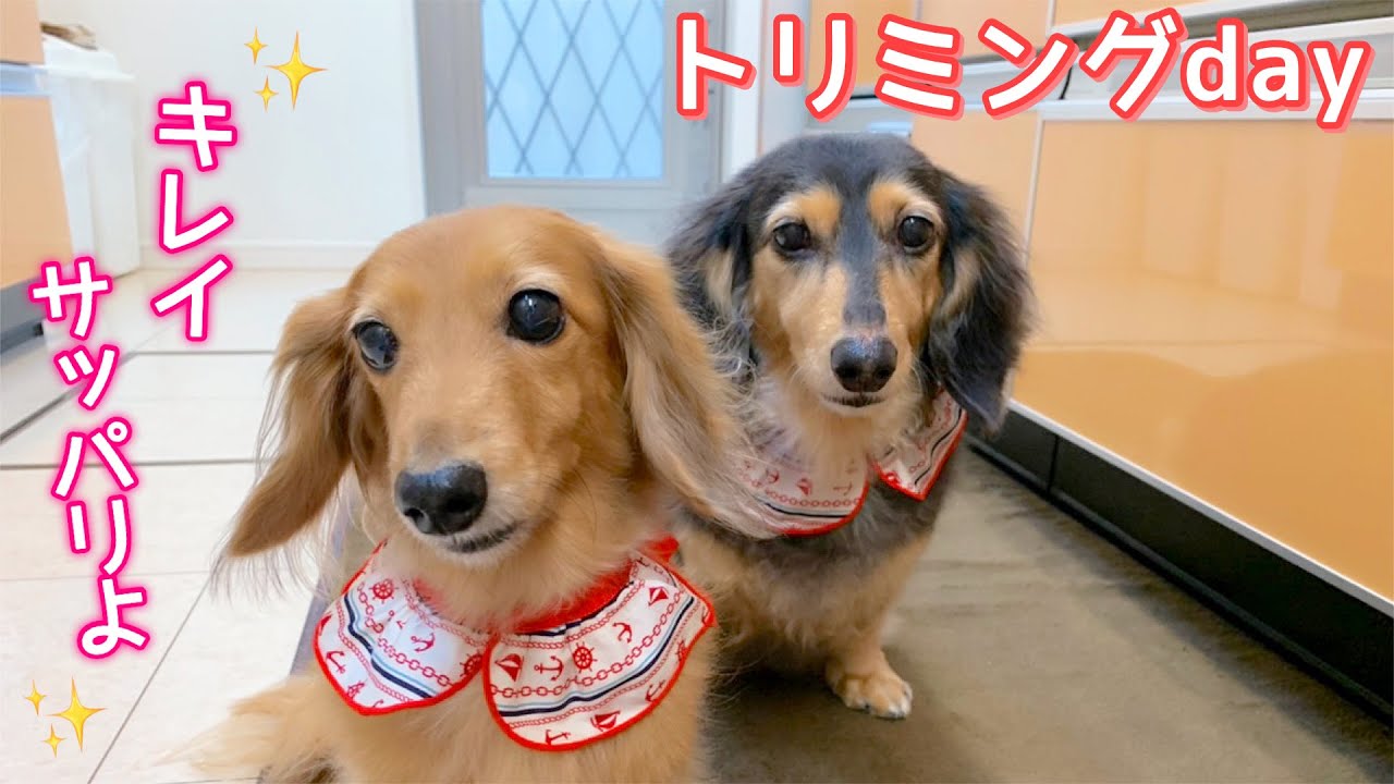 ダックスフンド 今月のトリミングday イオンペットと楽天スーパーセール購入品 Youtube ダックスフンド 今月のトリミングday イオンペットと楽天スーパーセール購入品 Youtube