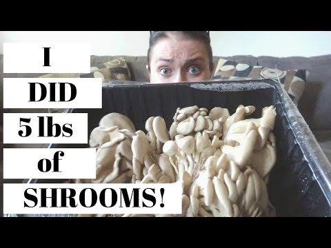 Mushroom Madness | 5lbs of SHROOMS!!