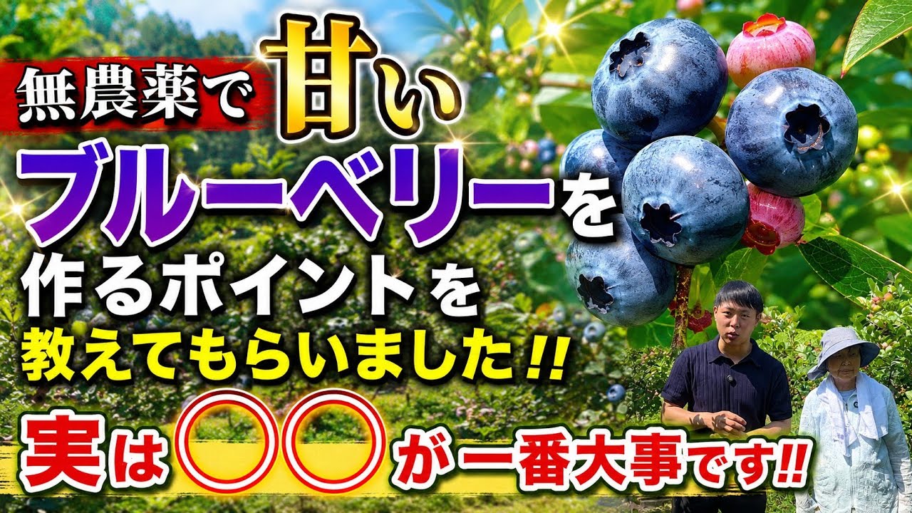 Blueberry Farming] 20 Years of Pesticide-Free Professional
