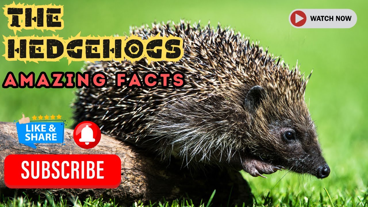 Amazing Facts About HEDGEHOGS [MUST WATCH] - YouTube