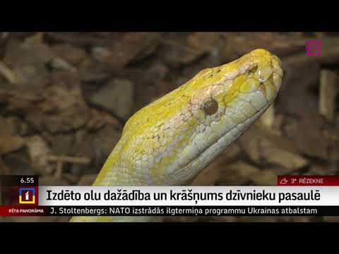 Video: Tīklveida pitons ir lielākā čūska pasaulē