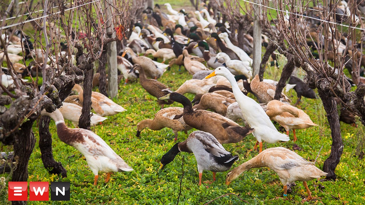 Watch 1000 ducks waddle to work on wine farm YouTube
