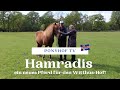 Hamradis - ein neues Pferd für den Witthus-Hof - zu Besuch auf Vindhólar!