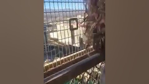 Eiffel Tower Paris Las Vegas Resort video of elevator ride.