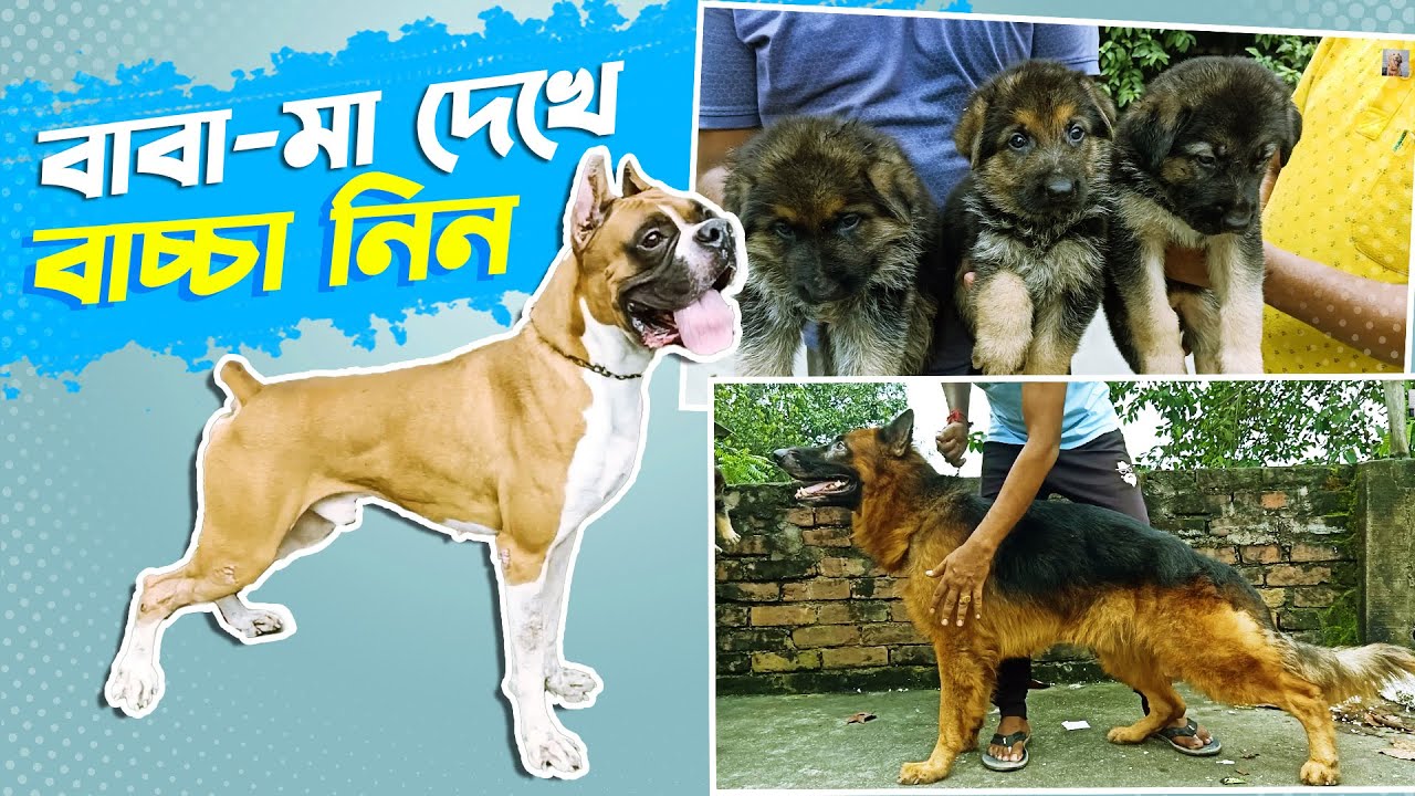 birati-s-best-dog-breeder-dutt-a-pets-and-kennel-living-with-20