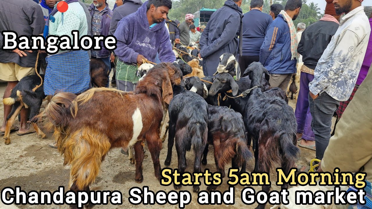 Bangalore Sheep and Goat market Chandapura | Saturday morning market