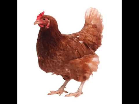 معلومات عن الدجاجة 