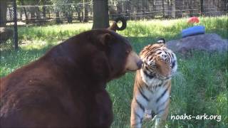 Baloo bear loves his tiger brother, Shere Khan at Noah's Ark Animal Sanctuary