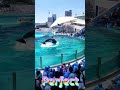ラビーちゃんのスカイロケットサイコ~😍 #Shorts #鴨川シーワールド #シャチパフォーマンス #kamogawaseaworld #シャチショー