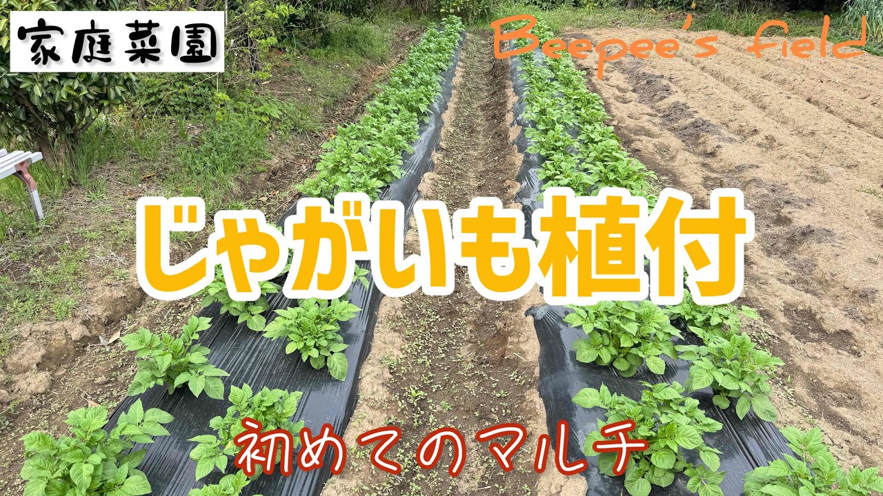 【家庭菜園】初めてマルチでじゃがいも育ててみます♪