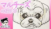 犬のイラスト 可愛い ゴールデンレトリバーの子犬の描き方 Youtube