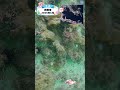 知育動画で楽しく学【水中映像】今日は魚いるかな？🐟 真鶴港の海の中🌊2026年5月