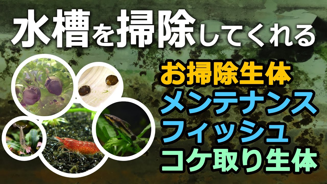 完全版 水槽を掃除してくれる生物は何がいる エビ 貝 魚全部紹介 東京アクアガーデン