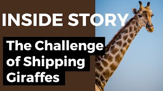 Exploring The Challenge Of Shipping Giraffes #animalworld #giraffe #zoo #wildlife
