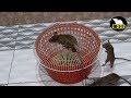 Mouse Trap | Catch a Mouse In Home | Live Rat Trap In Home