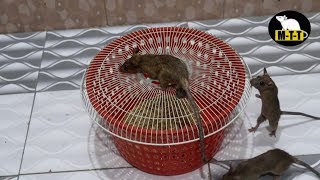 Mouse Trap | Catch a Mouse In Home | Live Rat Trap In Home