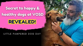 The secret to happy & healthy dogs at VOSD  REVEALED!