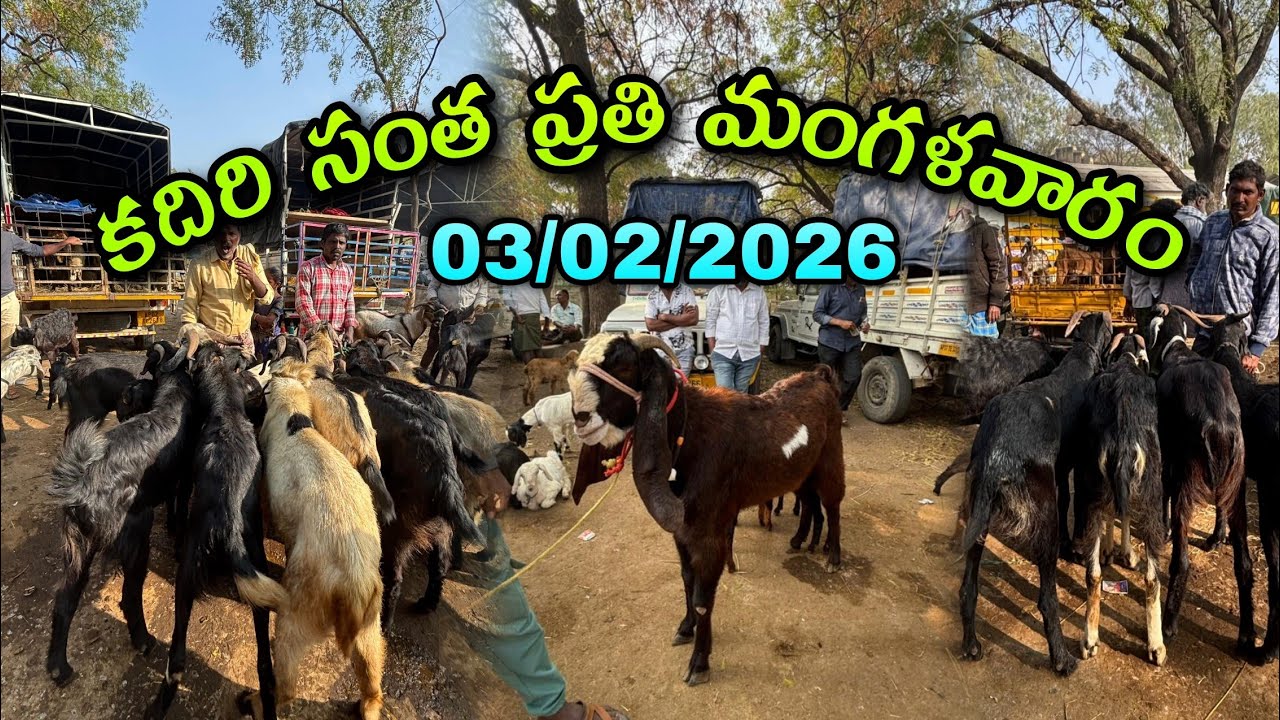 కదిరి సంత ప్రతి మంగళవారం పోతుల ధరలు#kadirimarket #కదిరిసంత #sheepgoatmarket