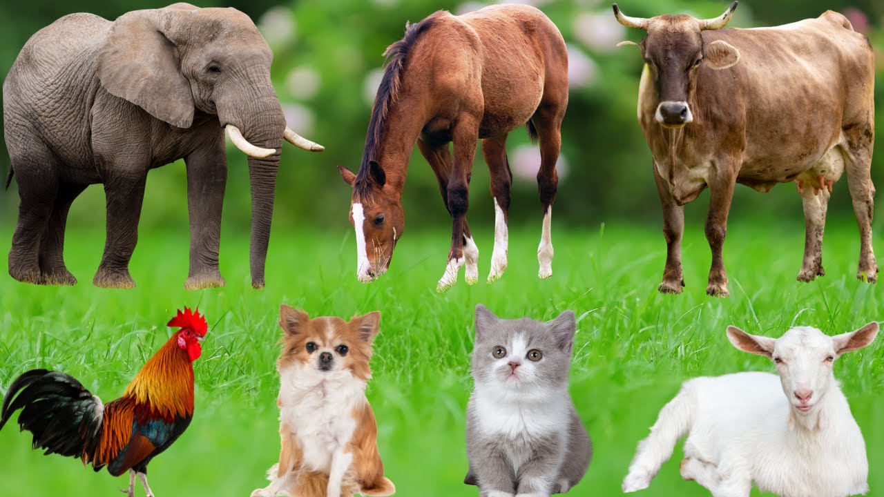Farm Animals: Horse, Elephant, Cow, Chicken, Dog, Pig, Cat, Tiger, Goat, Rabbit – Farm Animal Sounds