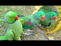 Indian parrot talking in mirror  funny talking ringneck parrot