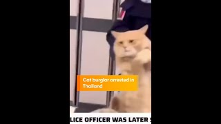 Cat Burglar Arrested In Thailand