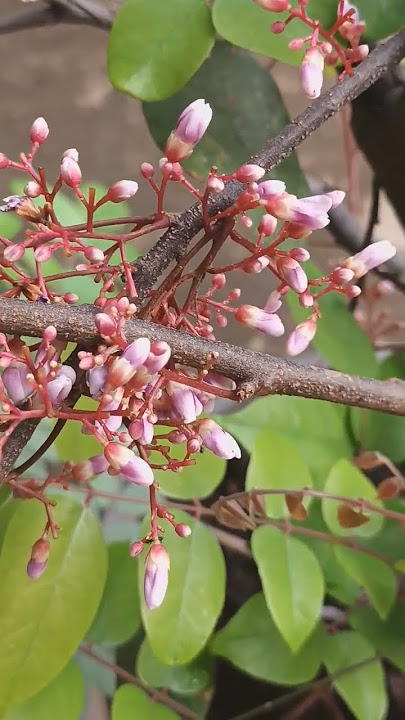 'Bunga Buah Belimbing Cantik: Keindahan Alam yang Terlupakan'