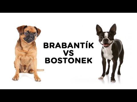 Video: Bostonský teriér