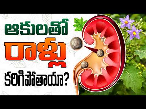 ఊపిరితిత్తులు ,కిడ్నీలను కాపాడే మూలిక! | Kidney Stones Dissolve: Ayurvedic Plant Miracle
