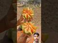For Spicy &amp; Tangy Lovers#youtubeshorts #farmingtraditions #fruit #fruitcutting #nature #satisfying