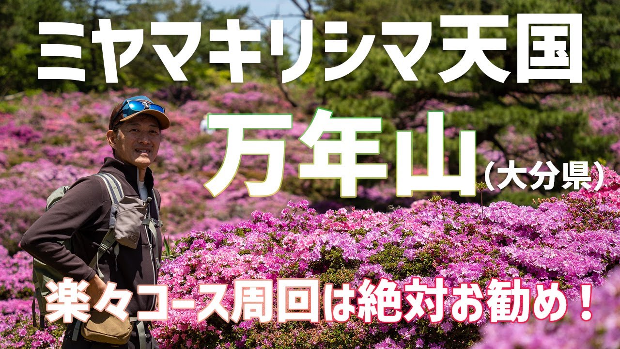 【日帰り登山】 万年山の花畑はビックリするほどミヤマキリシマ天国になってましたよ！ 2023.05.24