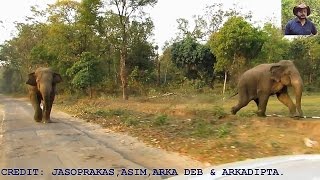 #Longest# #Elephant# #Chasing# Video.
