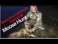 Newfoundland Moose Hunting 2019 full version