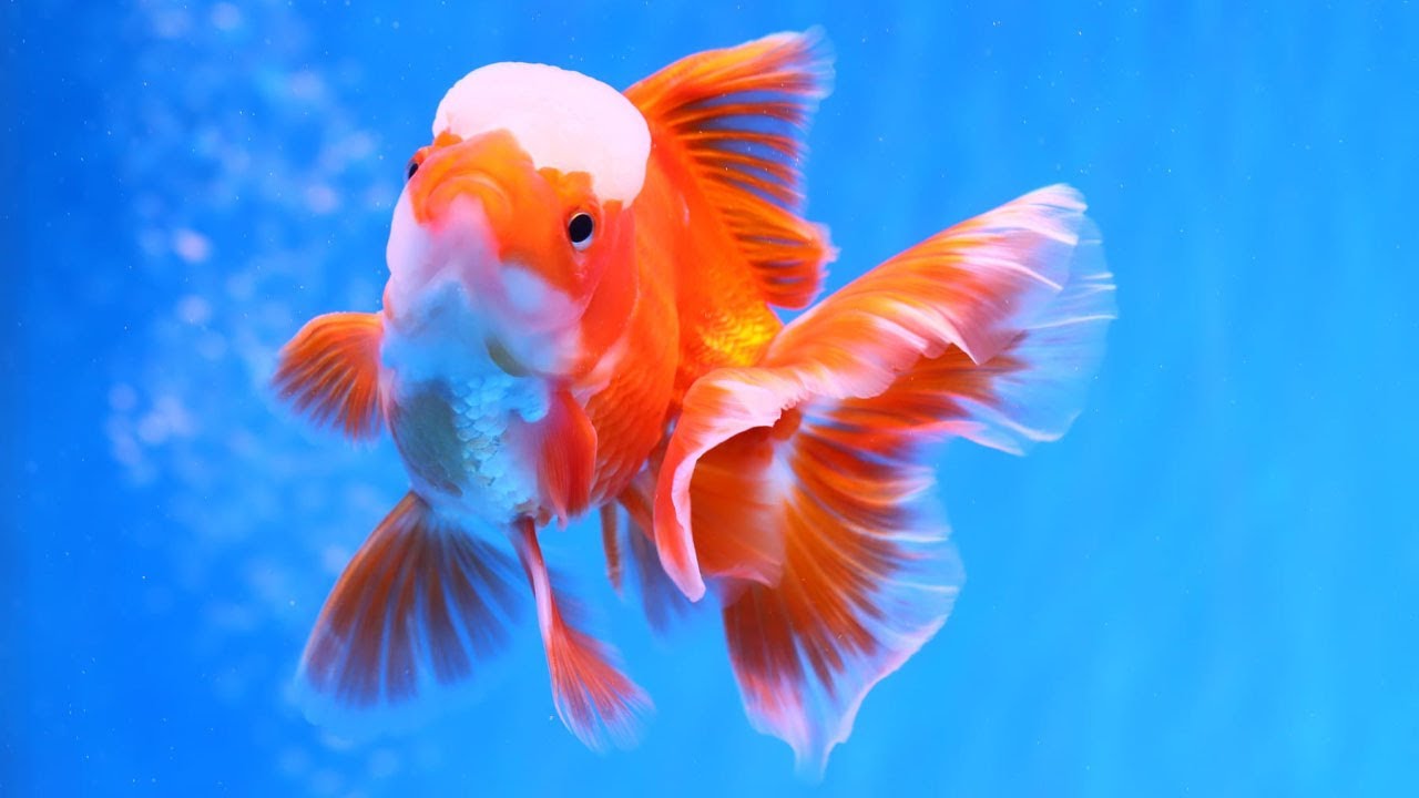 タイの農場からの美しい金魚 Lovely Goldfish Youtube