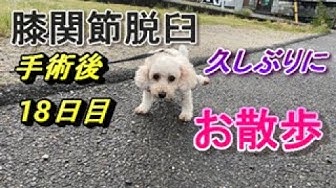 パテラ手術 Youtube パテラ手術 Youtube