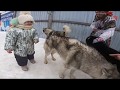 Хаски центр Аквилон