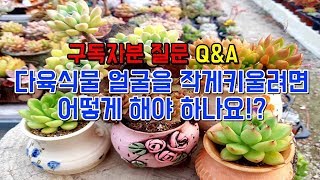 농장주가 알려주는 다육식물 작고 이쁘게 키우는 방법!(succulent,다육,다육이,다육식물,多肉植物,换花盆,Planta suculenta,たにくしょくぶつ)