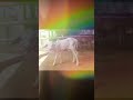 Beautiful 😍 & cute 🥰 #youtubeshorts #cowvideos # cute animals