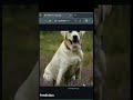 Building a CNN Cat vs Dog AI Classifier 🧠🐱🐶