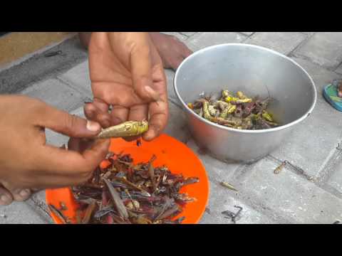 Primitive Technology - Eating Delicious In Jungle - Cooking Hand Octopus For Food #182. 