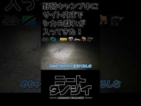 【タンザニア】まるでナイトサファリ！テント付近まで野生動物がやってくる #ニート #タンザニア #vlog #海外 #セレンゲティ国立公園 #ンゴロンゴロ国立公園