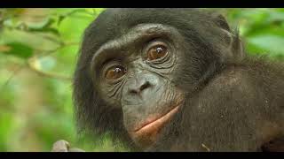 From The Heart of the Jungle  BONOBOS