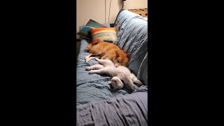 Issue 1: Shiba Inu Dog and kitten snuggling ('The Slippery Slope Fallacy') by Sultan and Cairo 761 views 3 years ago 35 seconds