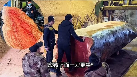 千年古树开锯，一刀富一刀穷，老师傅说一块树皮就要好几万“老蒋根雕” - 天天要闻