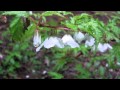 自然の音景色L 雨2(長時間) sound of the rain
