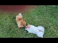 Playtime W/ Sparky &amp; Blossom  💕 🐕🐕