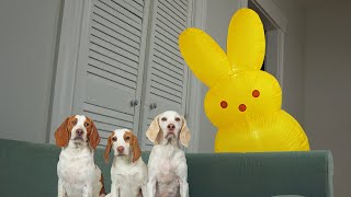 Dogs vs Giant Bunny from Outer Space: Funny Dogs Maymo, Potpie & Indie vs Easter Bunnies Prank