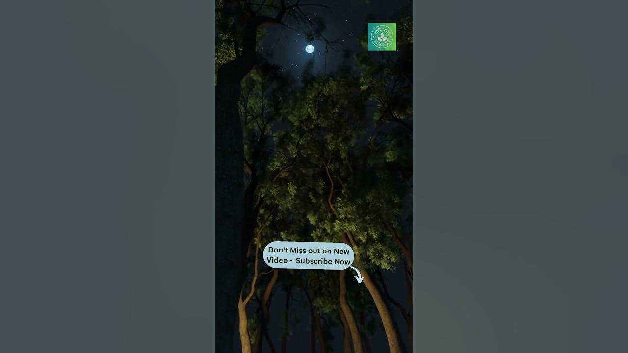 Beautiful Nature Song: Melodies of the Night Amidst Enchanting Landscapes Beautiful Nature Song: Melodies of the Night Amidst Enchanting Landscapes
