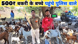 ₹500 बेच रहे थे बकरी के बच्चे पहुंचे पुलिस वाले | Bakra kahan se khariden | Goat for sale