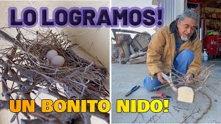 COMO HICIMOS UN NIDO , AYUDAMOS A LA NATURALEZA